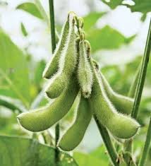 콩 (대두)