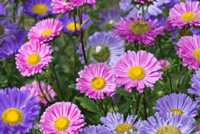 과꽃
