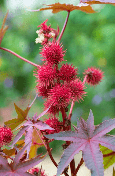 피마자 (아주까리)