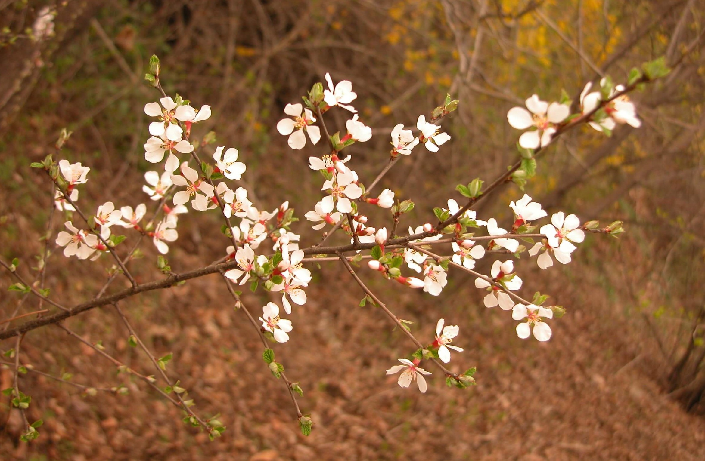 산이스라지