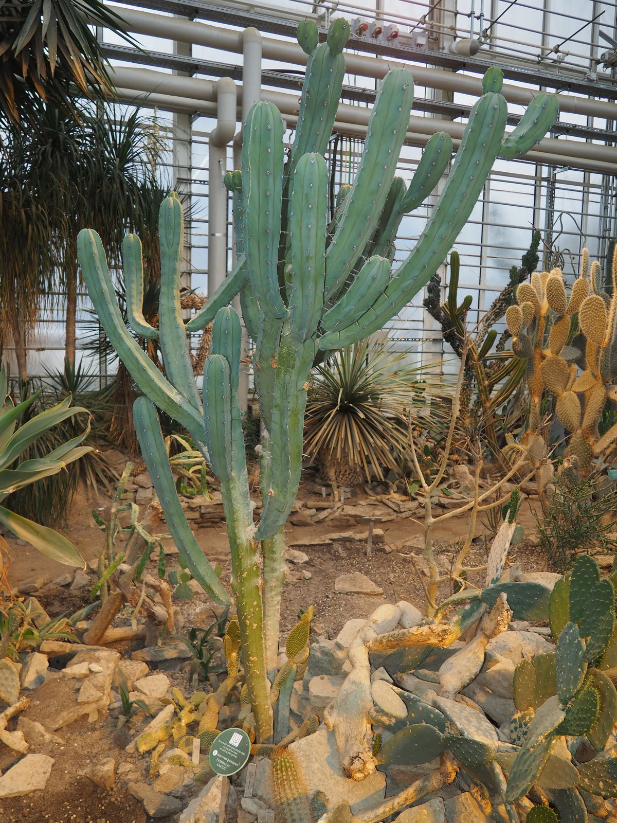 용신목(龍神木)