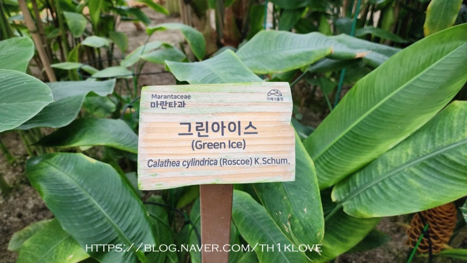 그린아이스