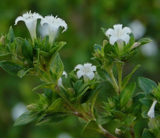백정화(白丁花)