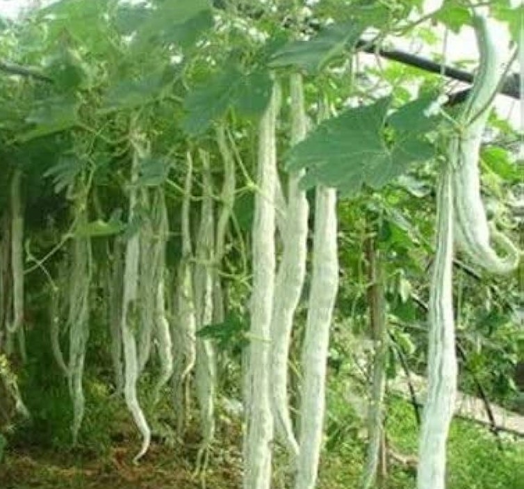 뱀오이