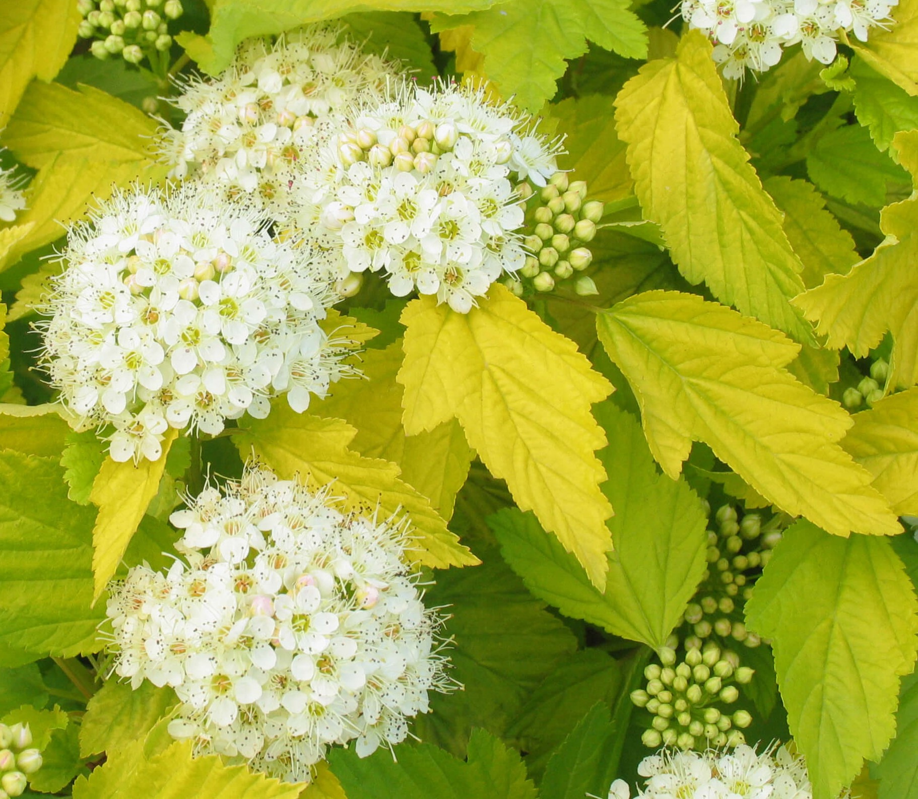 황금중산국수