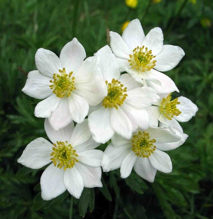 바람꽃 (사계바람꽃)