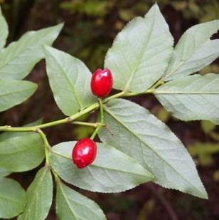 산앵도나무