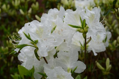 흰산철쭉