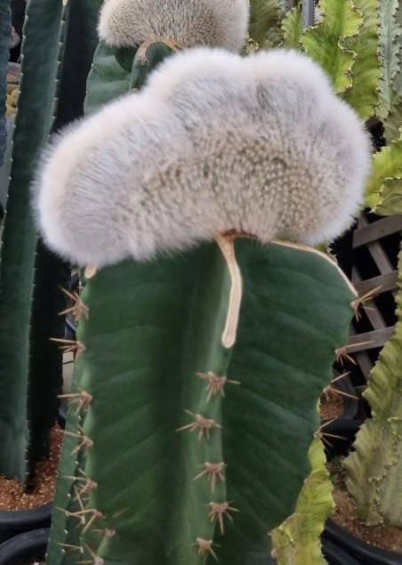 밍크선인장