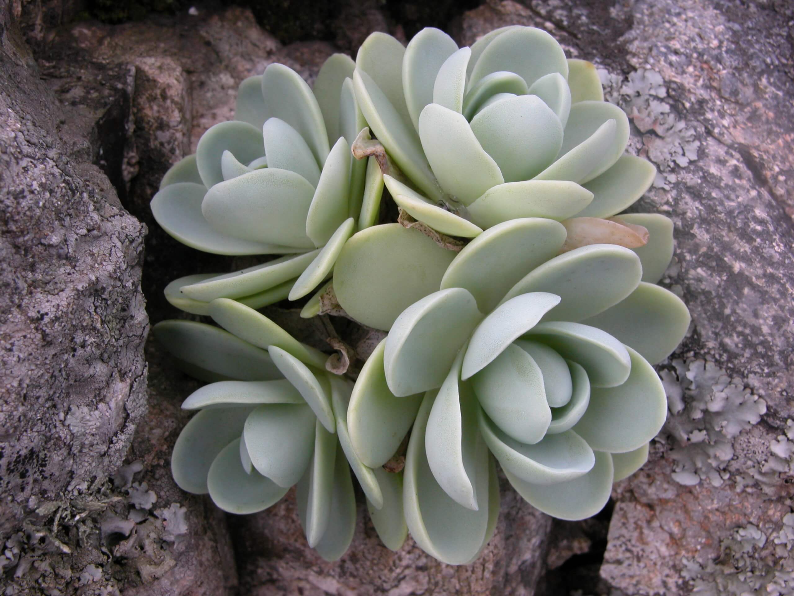 연화바위솔
