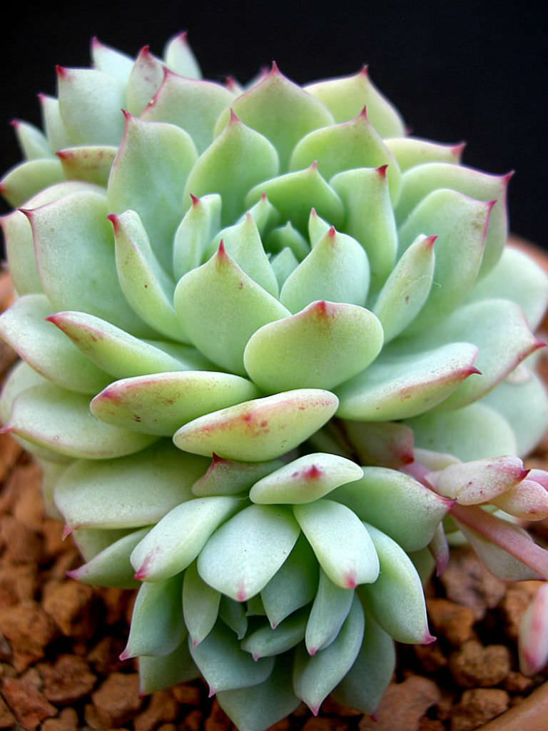 에케베리아