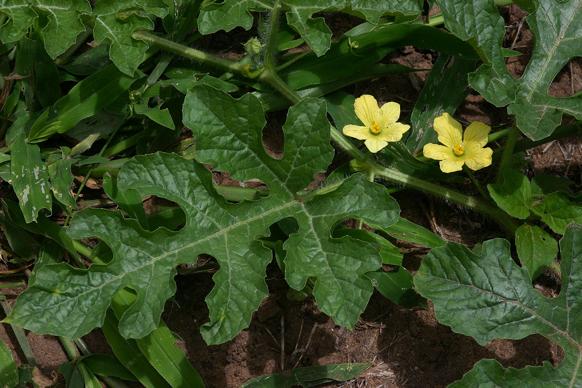 수박