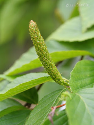 박달나무