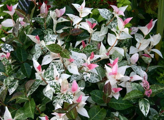 초설(오색마삭줄)