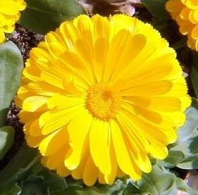 금잔화