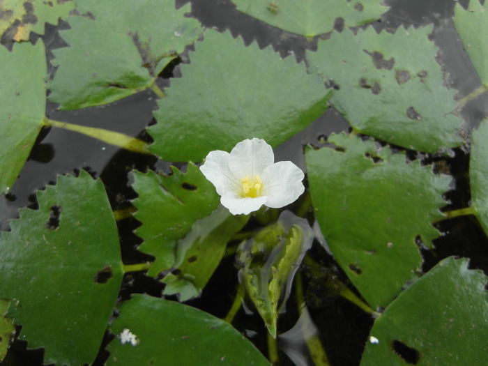 마름