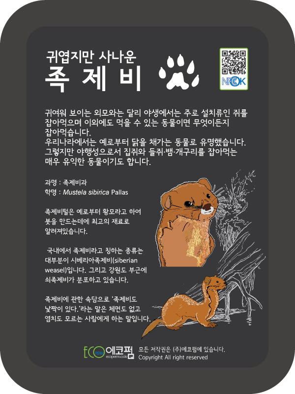 족제비
