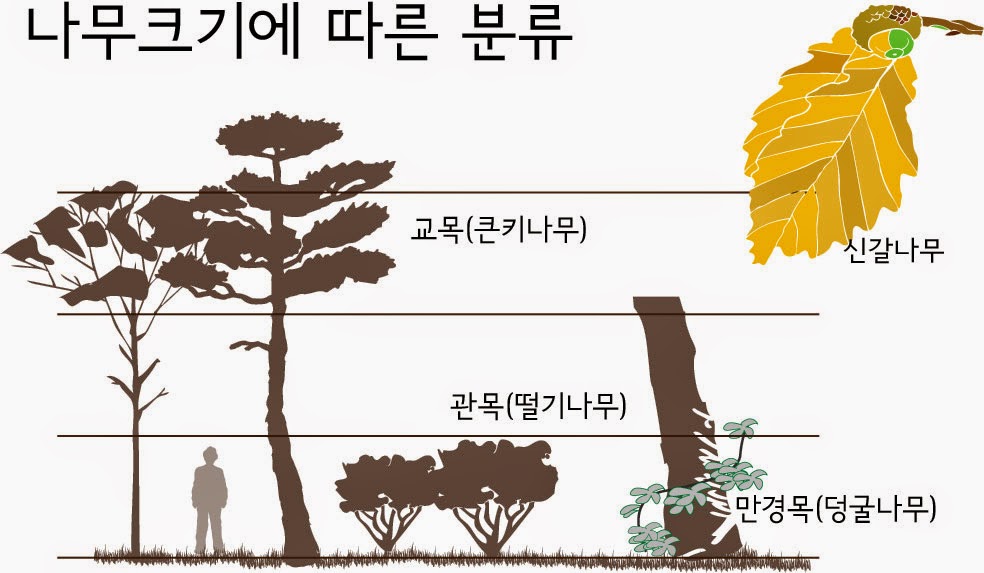 나무는 어떤 모습일까요?