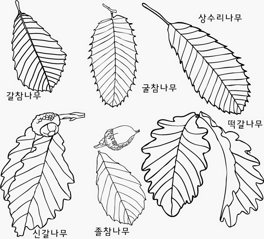 도토리가 열리는 나무