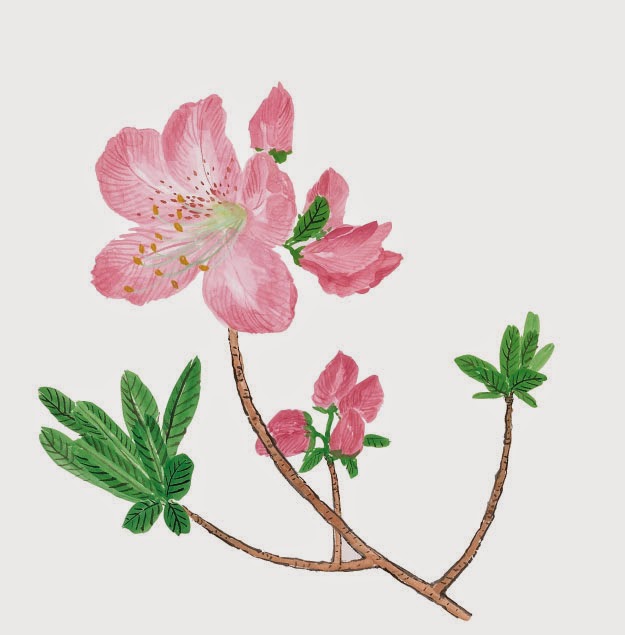 참꽃과 개꽃