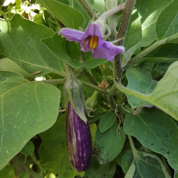 가지