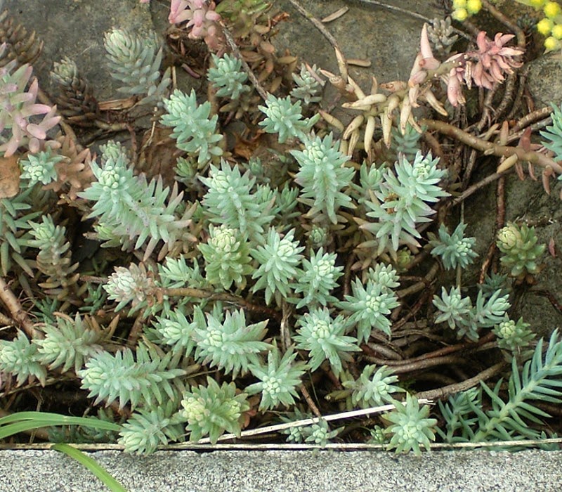 파랑세덤