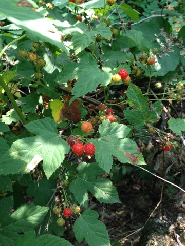 산딸기 0625 초안산