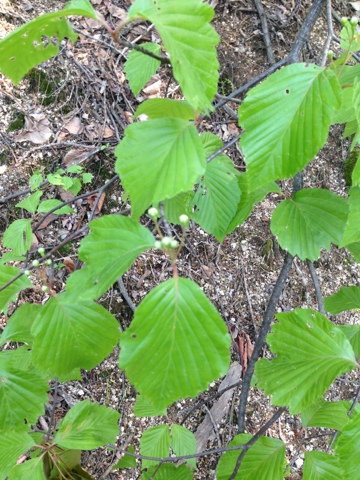 팥배나무0504