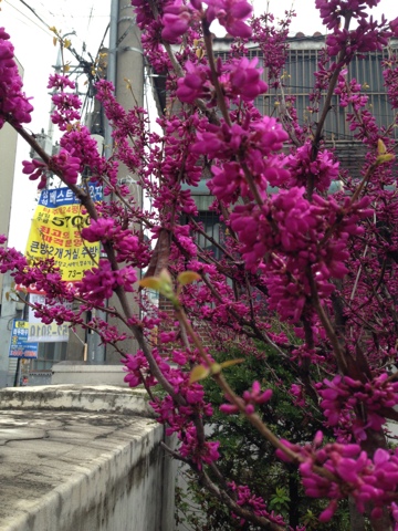 박태기나무0425
