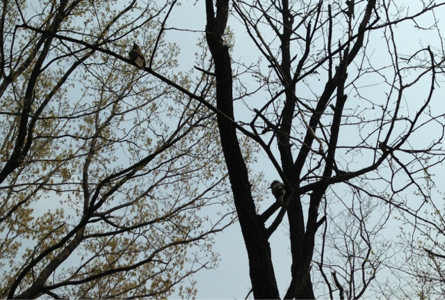 직박구리130504