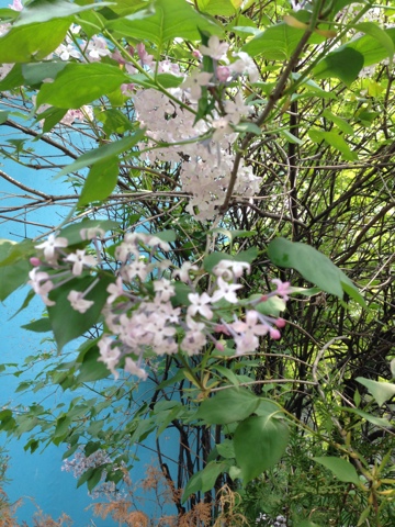 수수꽃다리130504