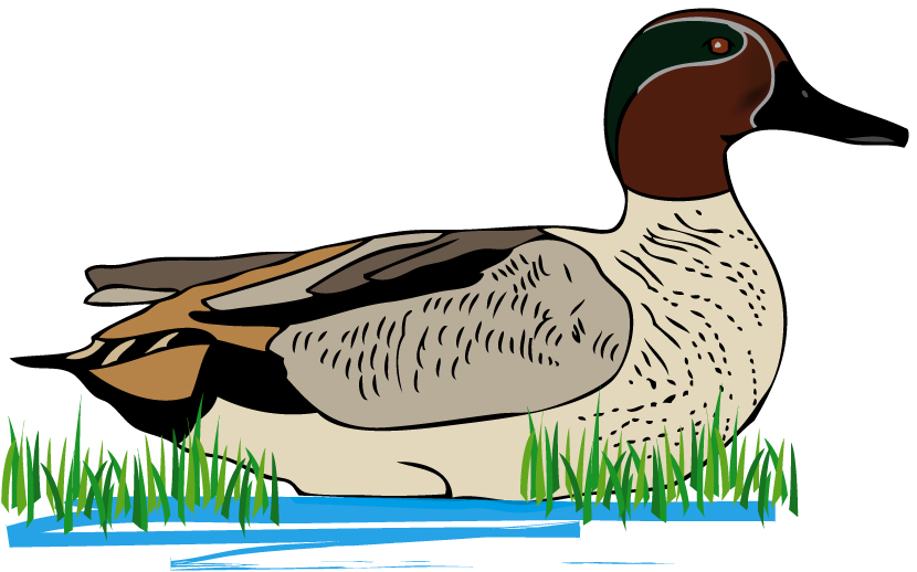 탄천의 조류