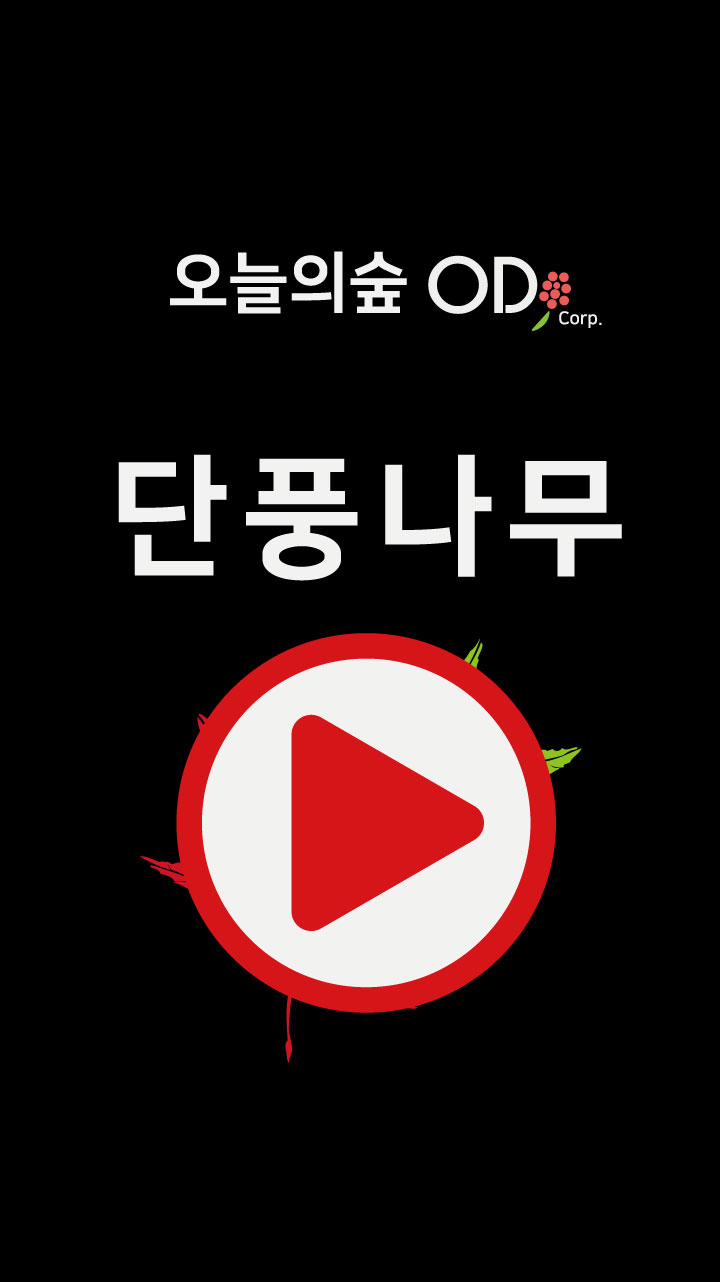 단풍나무